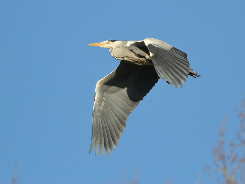 Vogels